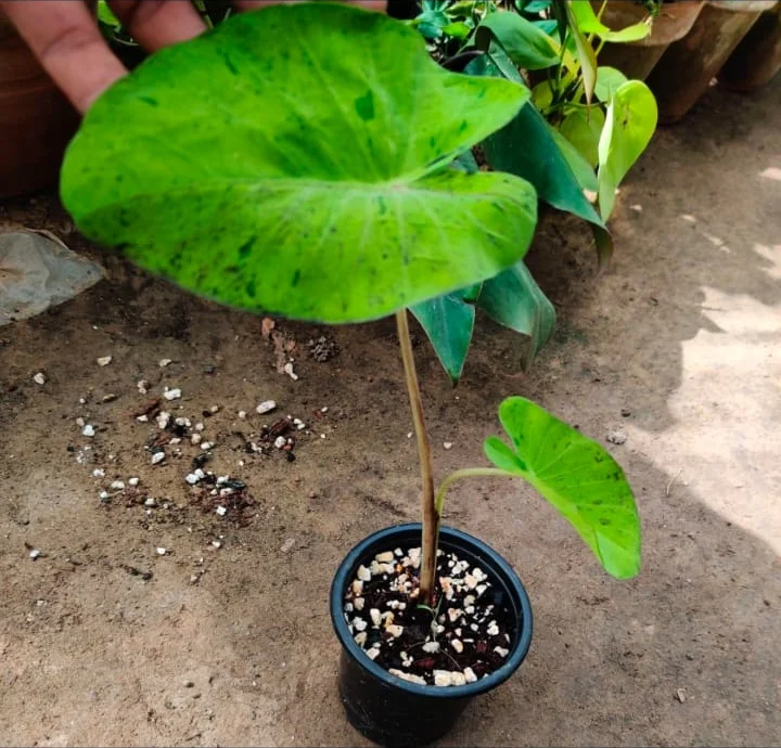 Colocasia Mojito Plant