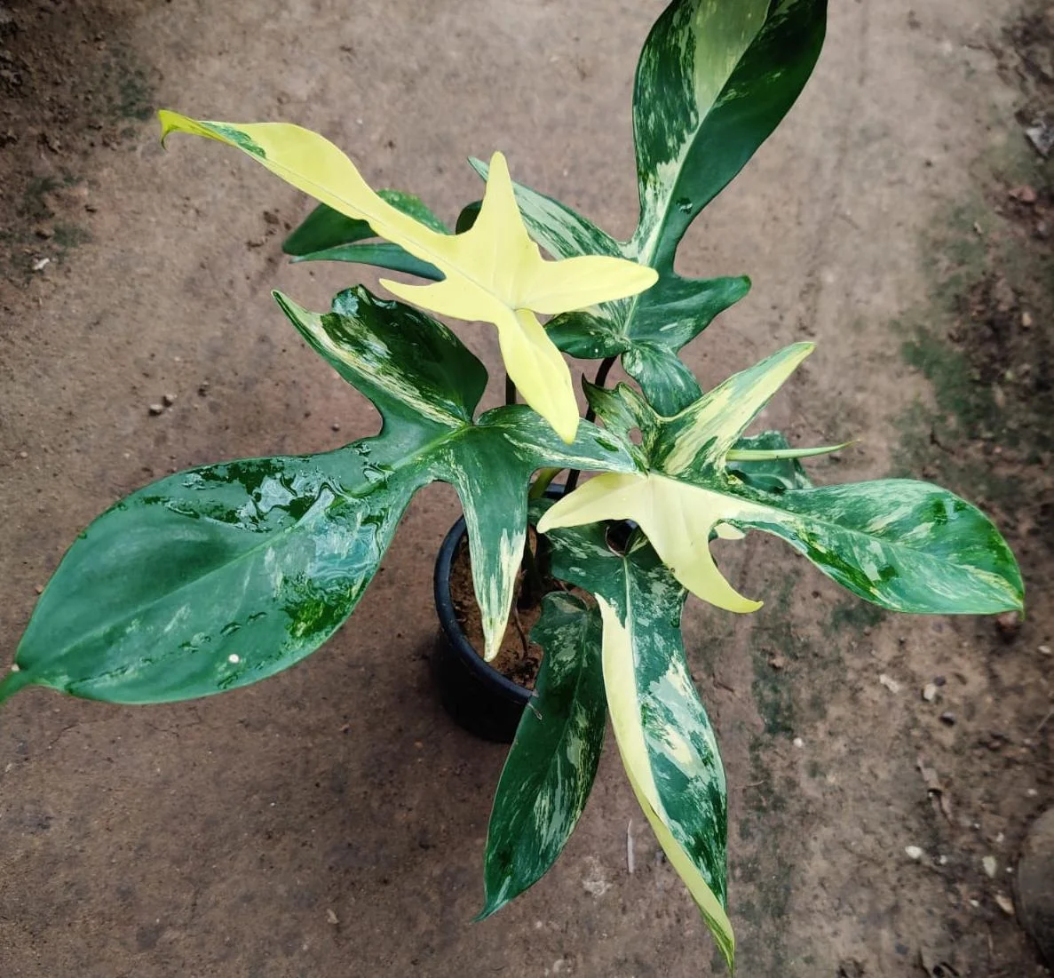 Philodendron Florida Beauty Variegated