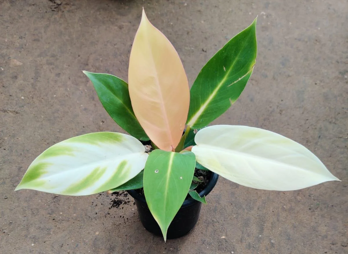 Philodendron Prince of Orange Variegated