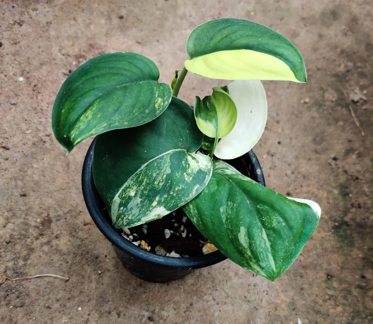 Variegated Money Plant (Global Green Variegata)